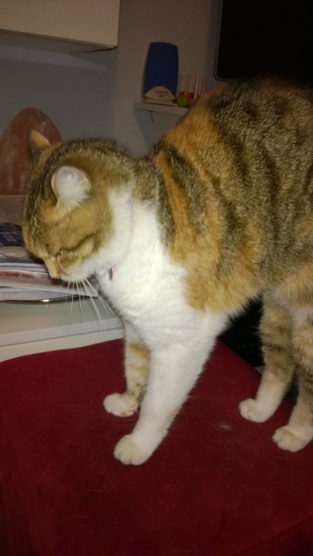 Micia fuori e Bry dentro.