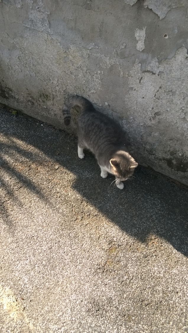 Più bella cosa non c'è.