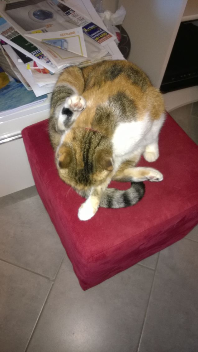 Il mio bel pelo rosso.