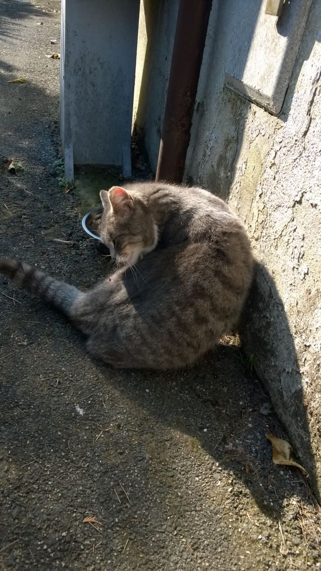 Amo nel gatto l’indifferenza  e la signorilità1