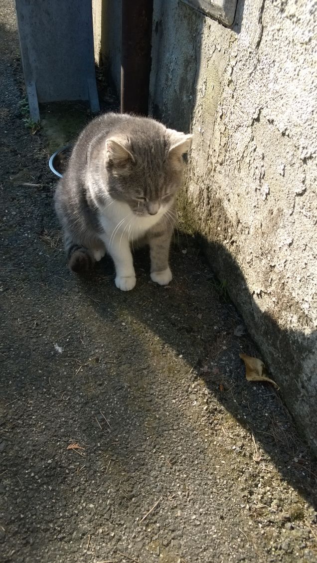 Amo nel gatto l’indifferenza  e la signorilità3