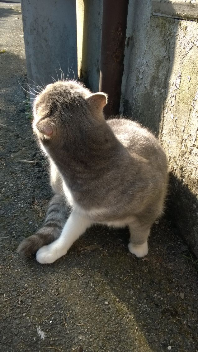 Amo nel gatto l’indifferenza  e la signorilità4