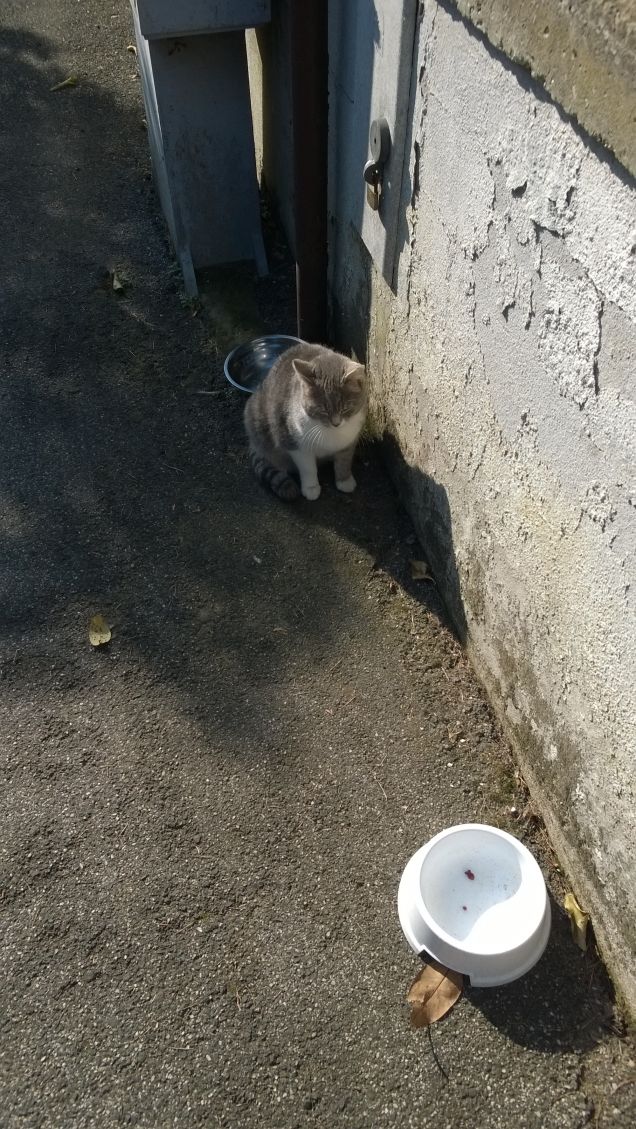 Amo nel gatto l’indifferenza  e la signorilità6