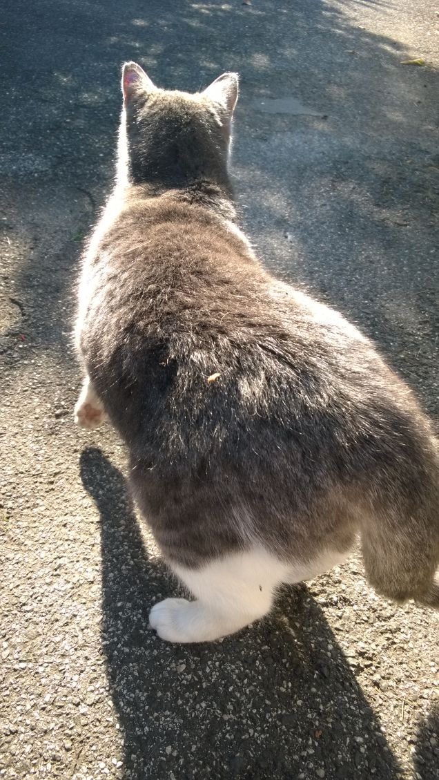 Amo nel gatto l’indifferenza  e la signorilità7