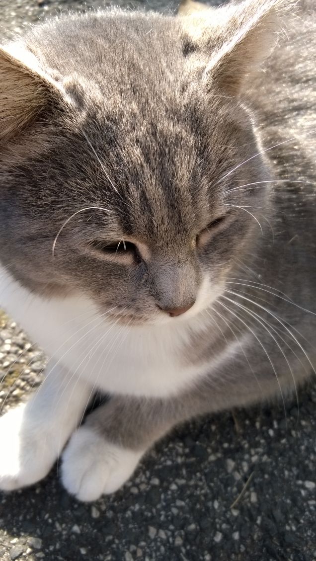 Amo nel gatto l’indifferenza  e la signorilità8