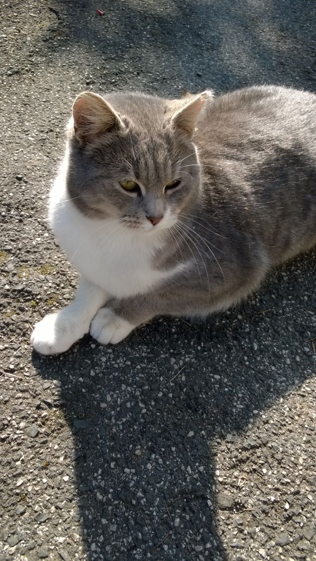 Amo nel gatto l’indifferenza  e la signorilità10