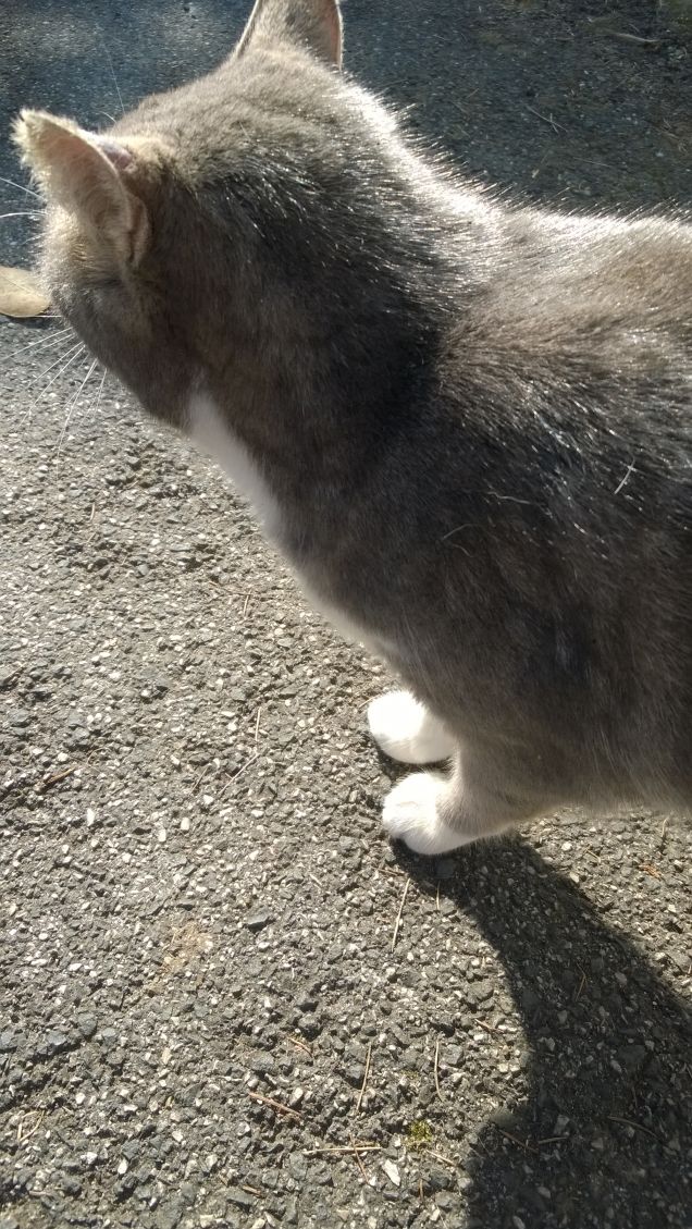 Amo nel gatto l’indifferenza  e la signorilità14