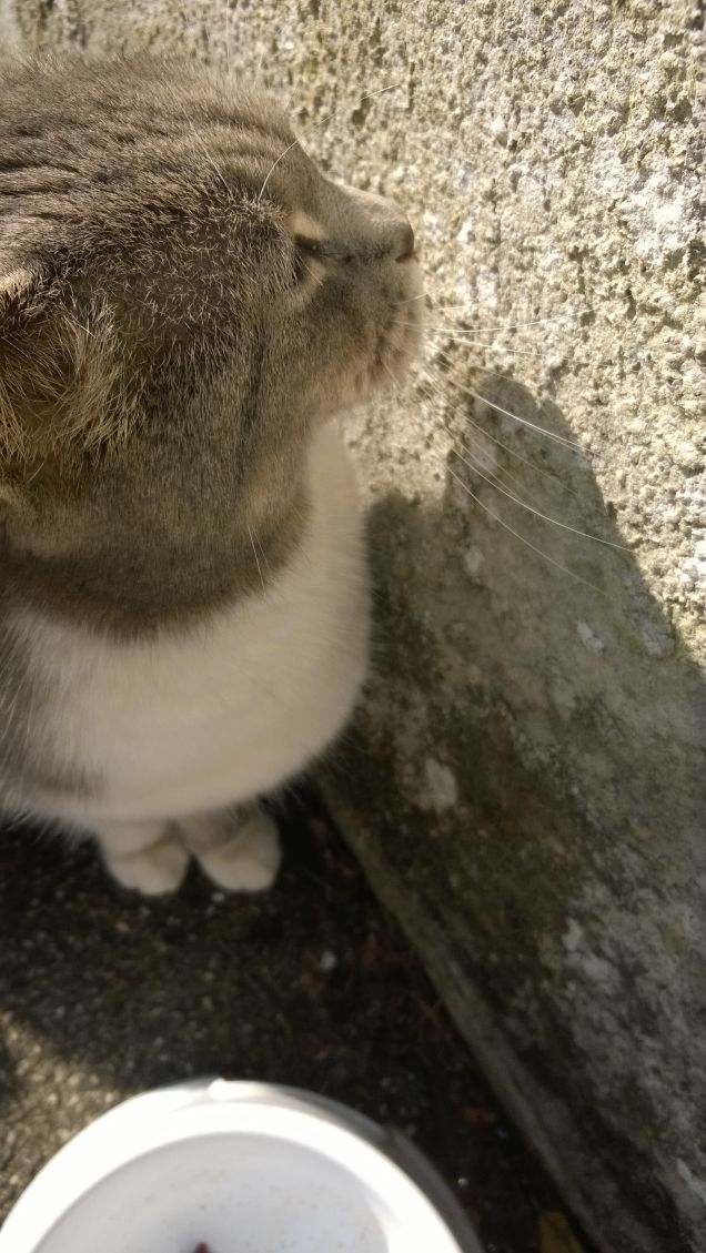 Amo nel gatto l’indifferenza  e la signorilità16