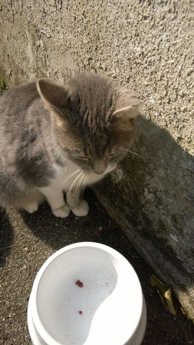 Amo nel gatto l’indifferenza  e la signorilità17