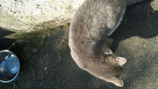 Amo nel gatto l’indifferenza  e la signorilità18