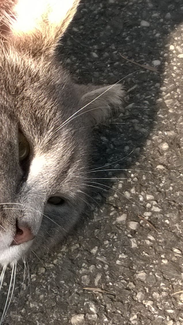 L'amore è...grigio10