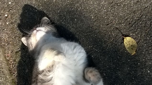 L'amore è...grigio14