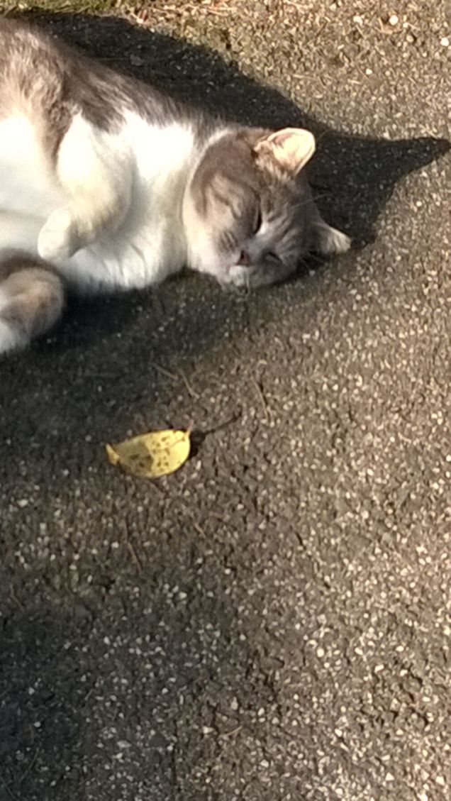 L'amore è...grigio15