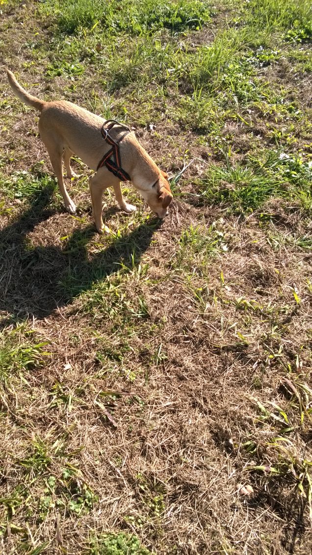 Una mattina al parco7