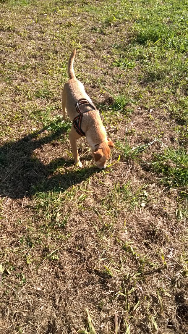 Una mattina al parco8