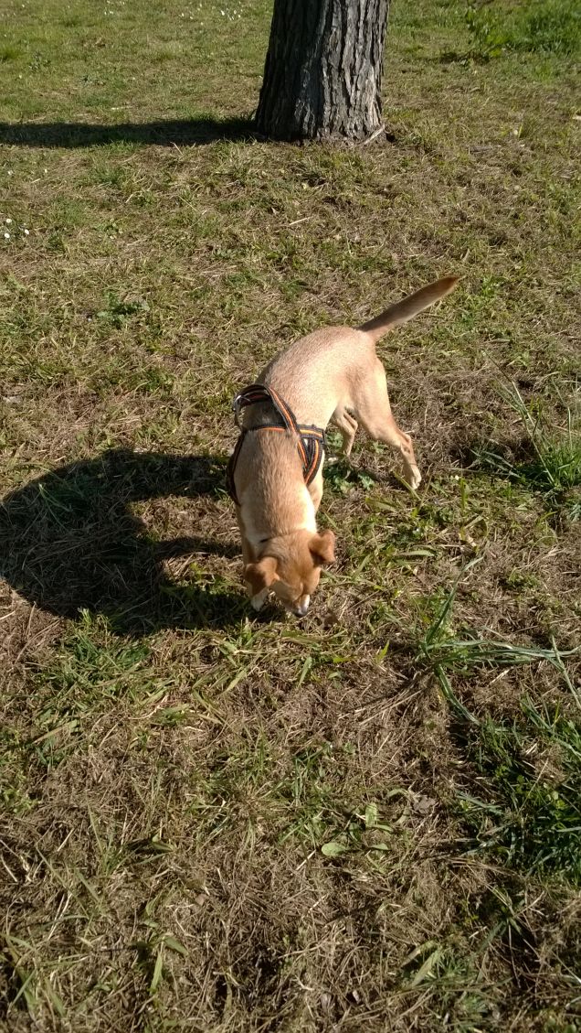 Una mattina al parco9