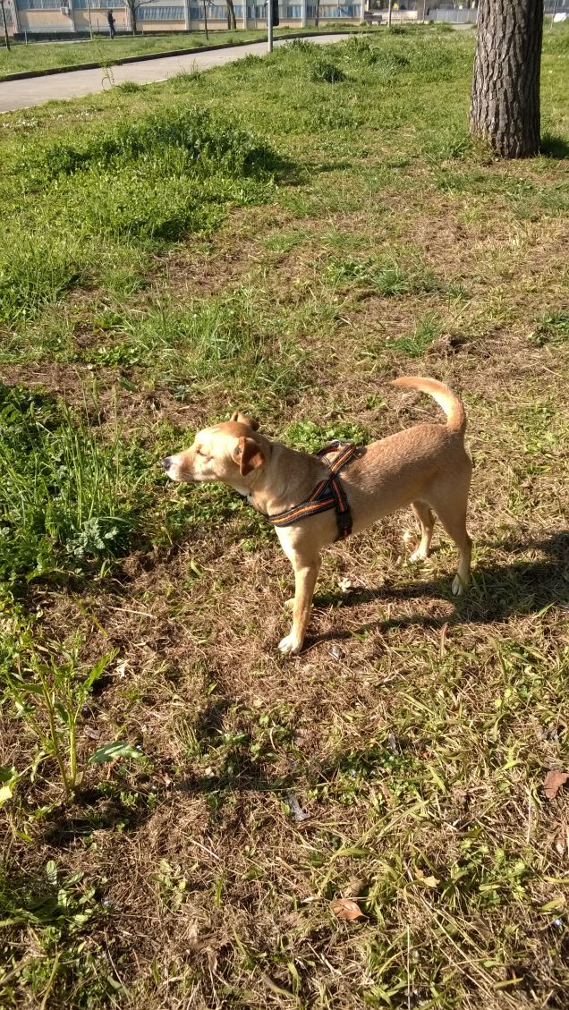 Una mattina al parco11