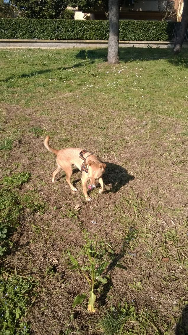 Una mattina al parco13