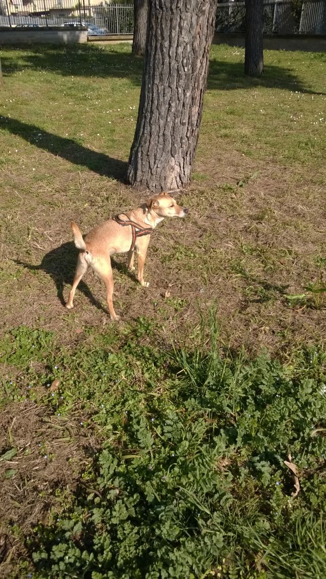 Una mattina al parco14