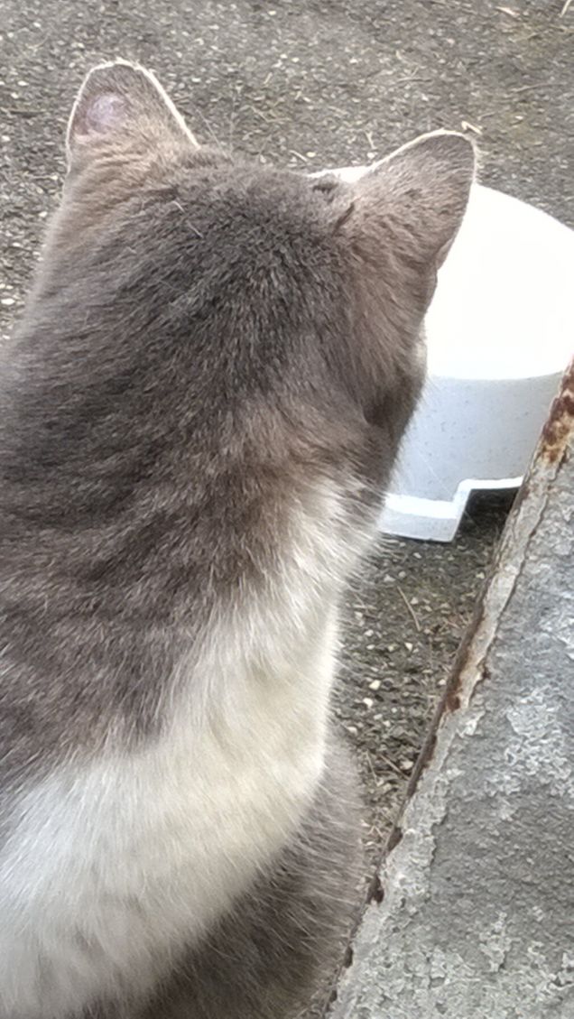 La mia ciotola vuota.