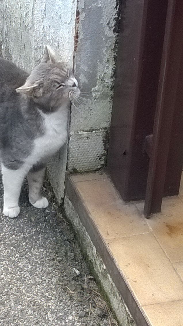 Toc toc c'è nessuno?