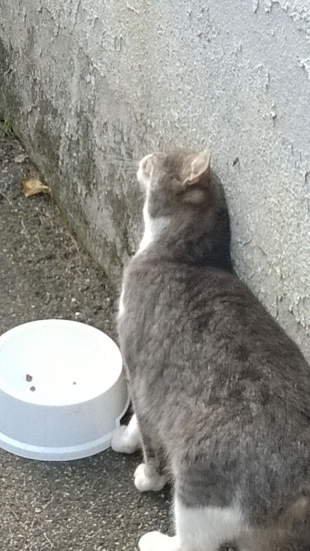 Toc toc c'è nessuno?4