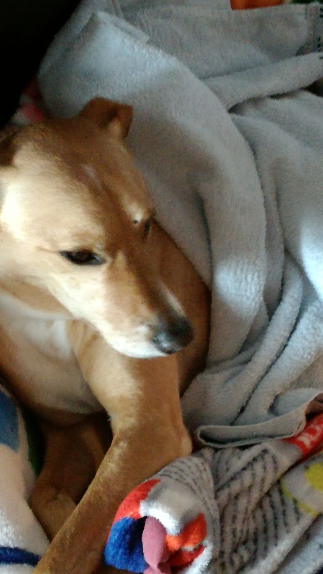 Il dolce riposo di Lucky.1