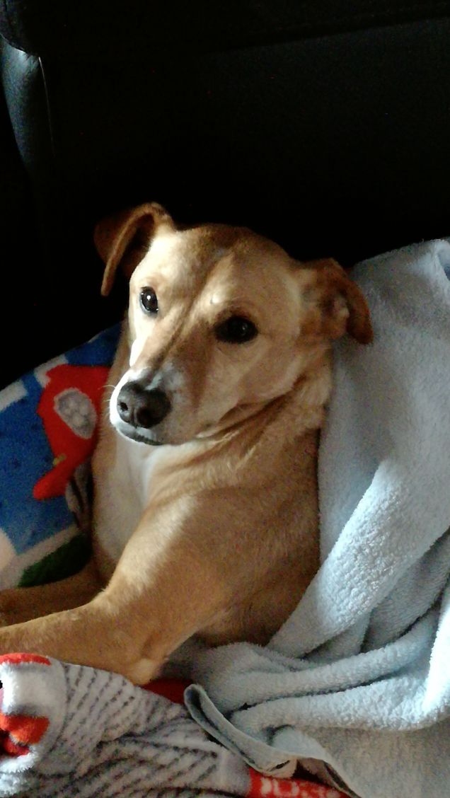 Il dolce riposo di Lucky2