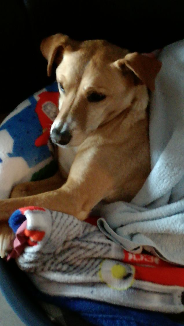 Il dolce riposo di Lucky3