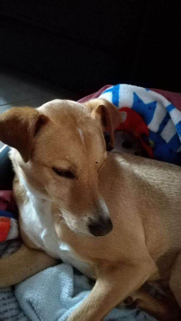 Il dolce riposo di Lucky.4