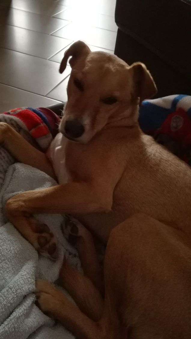 Il dolce riposo di Lucky.5