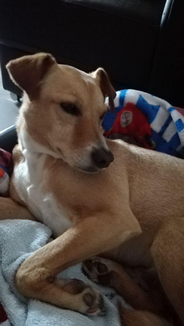 Il dolce riposo di Lucky.6