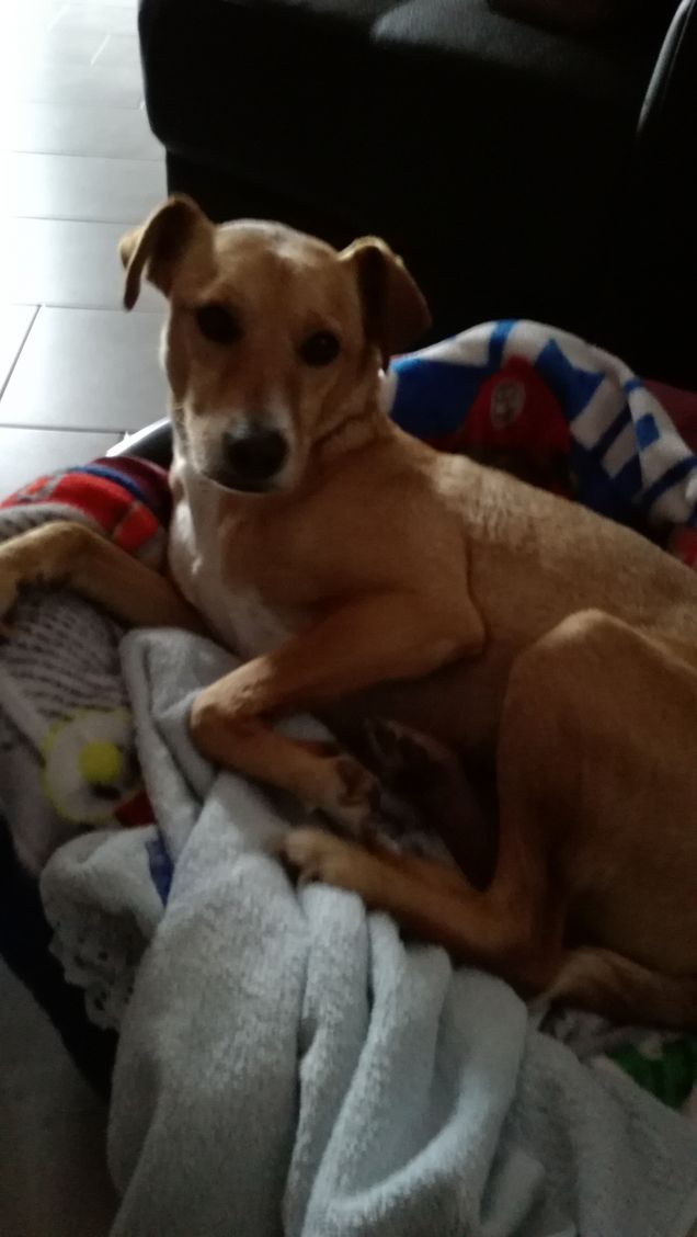 Il dolce riposo di Lucky.7