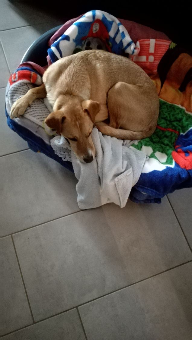 Il dolce riposo di Lucky.8