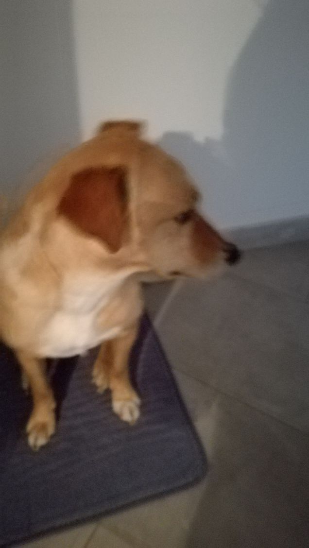 La pazienza di Lucky.