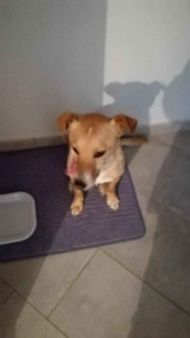 Un cane ineguagliabile.