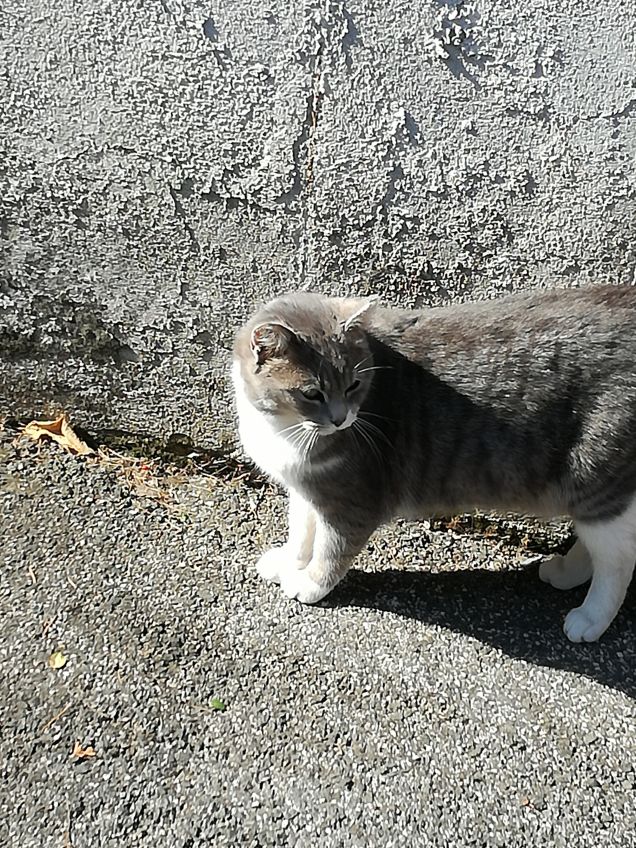 Eccomi ci sono anch'io.1