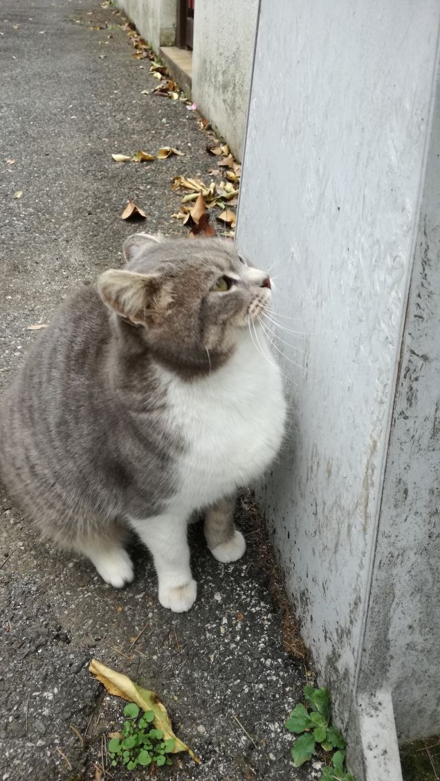 Più ti guardo più m'innamoro.