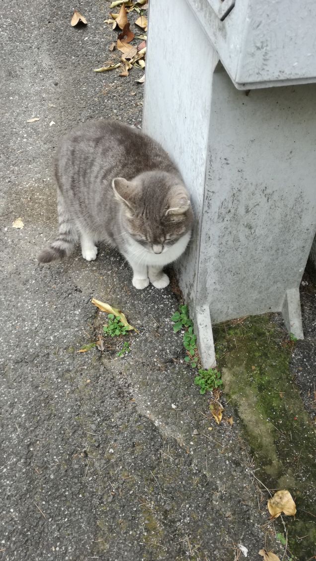 Più ti guardo più m'innamoro.1