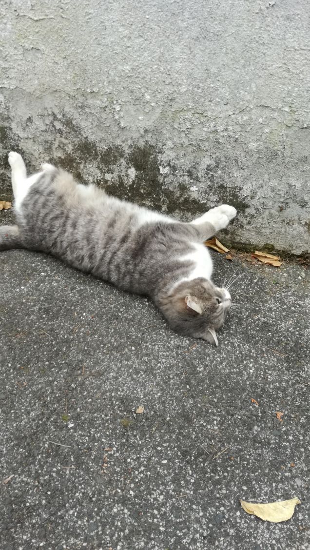 Il Venerdi di Micia.