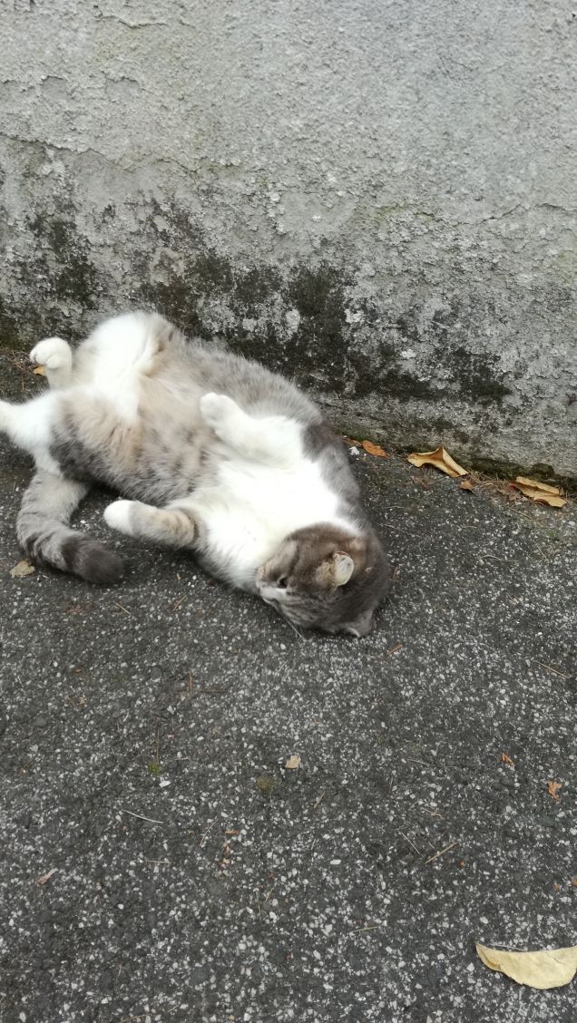 Il Venerdi di Micia.1