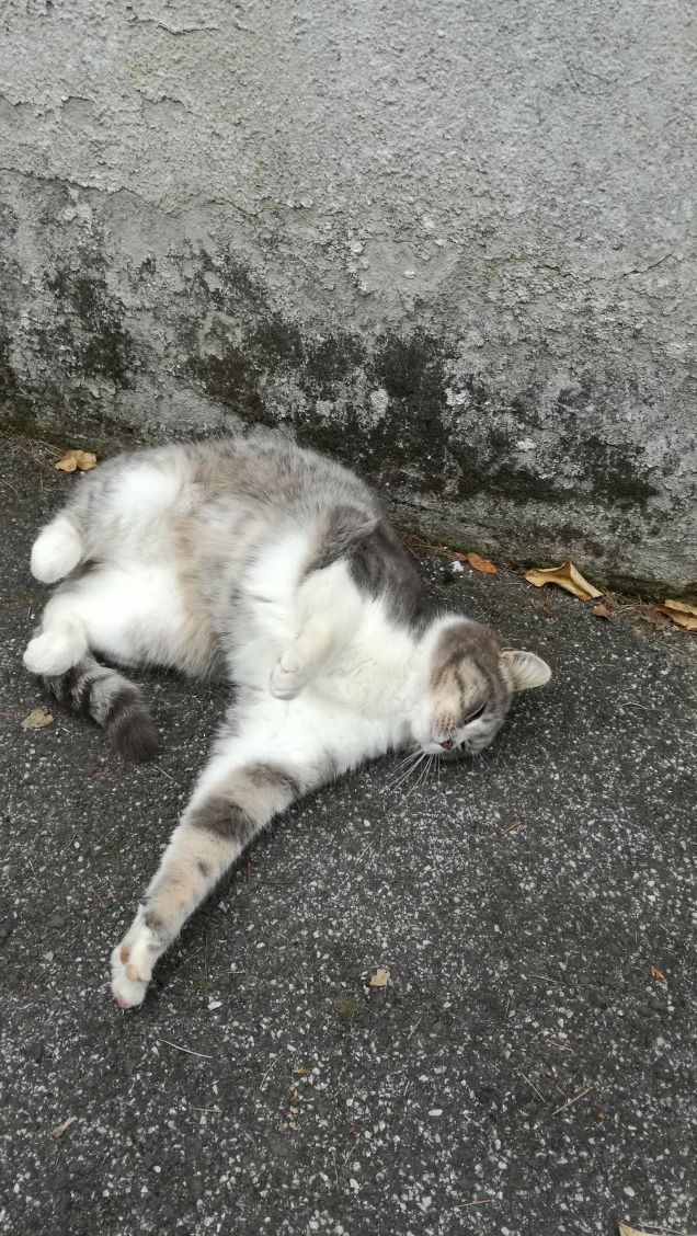 Il Venerdi di Micia.2