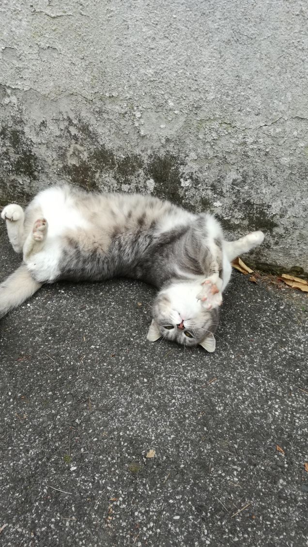 Il Venerdi di Micia.3