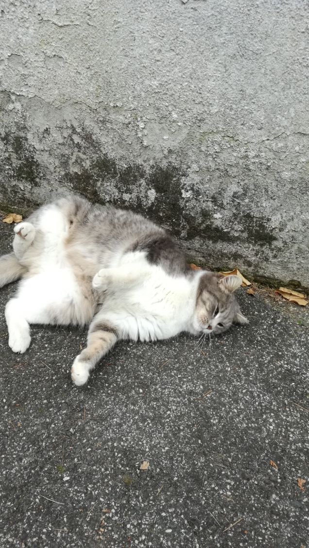 Il Venerdi di Micia.4