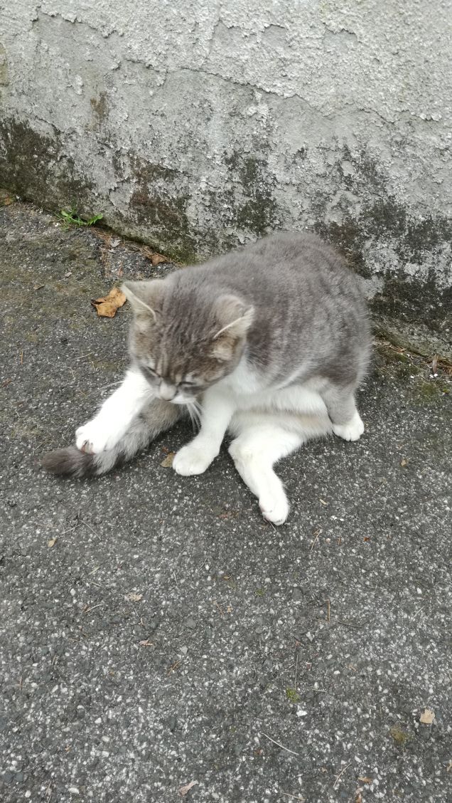 Il Venerdi di Micia.5