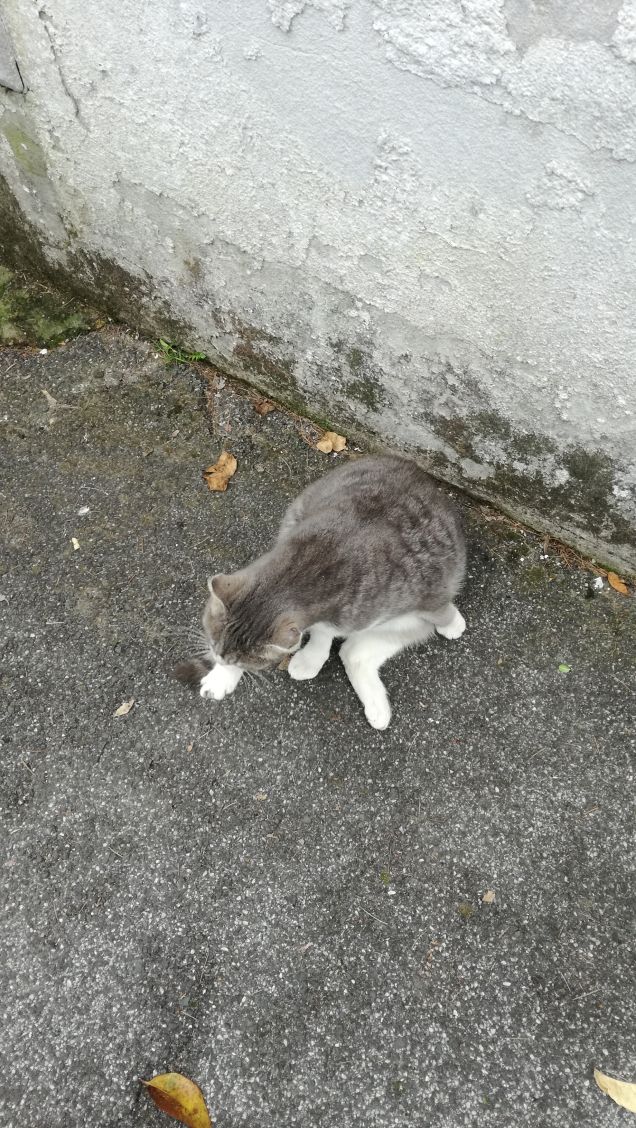 Il Venerdi di Micia.6