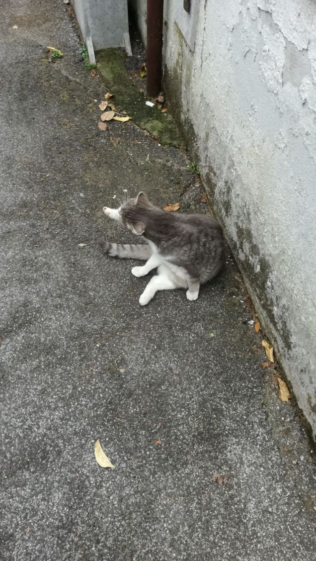 Il Venerdi di Micia.16