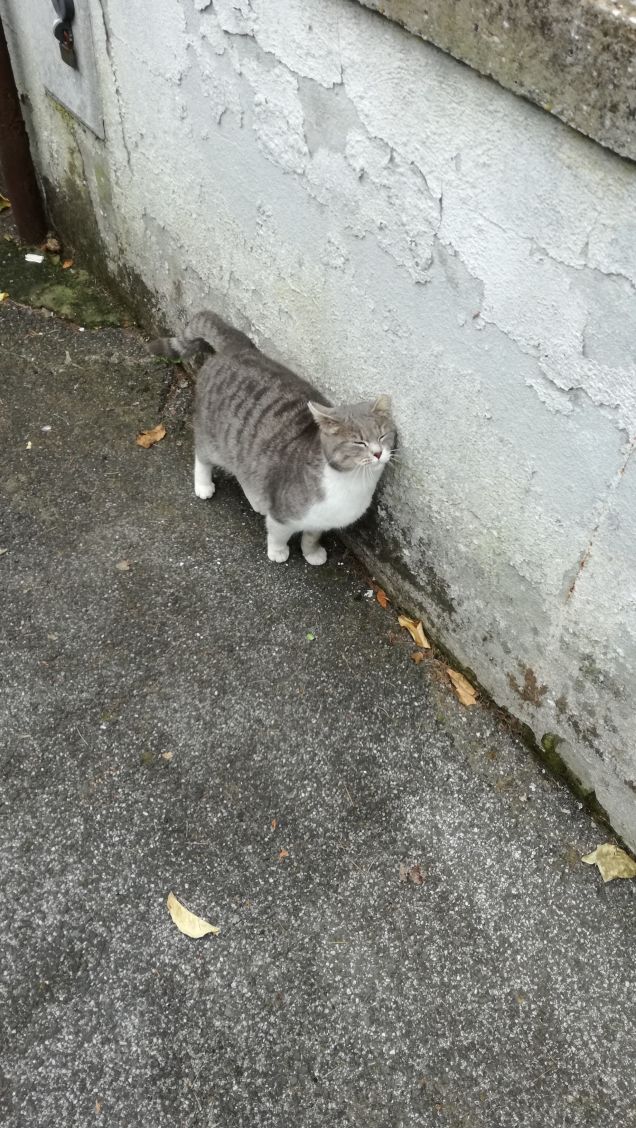 Il Venerdi di Micia.17