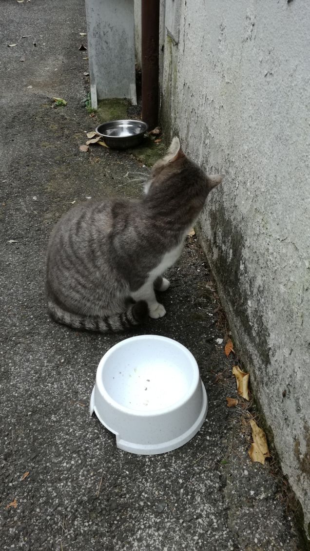 Il Venerdi di Micia.18