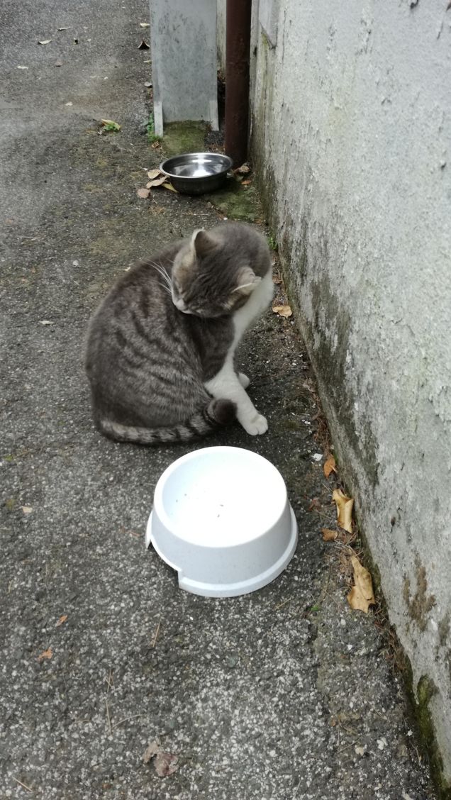 Il Venerdi di Micia.20